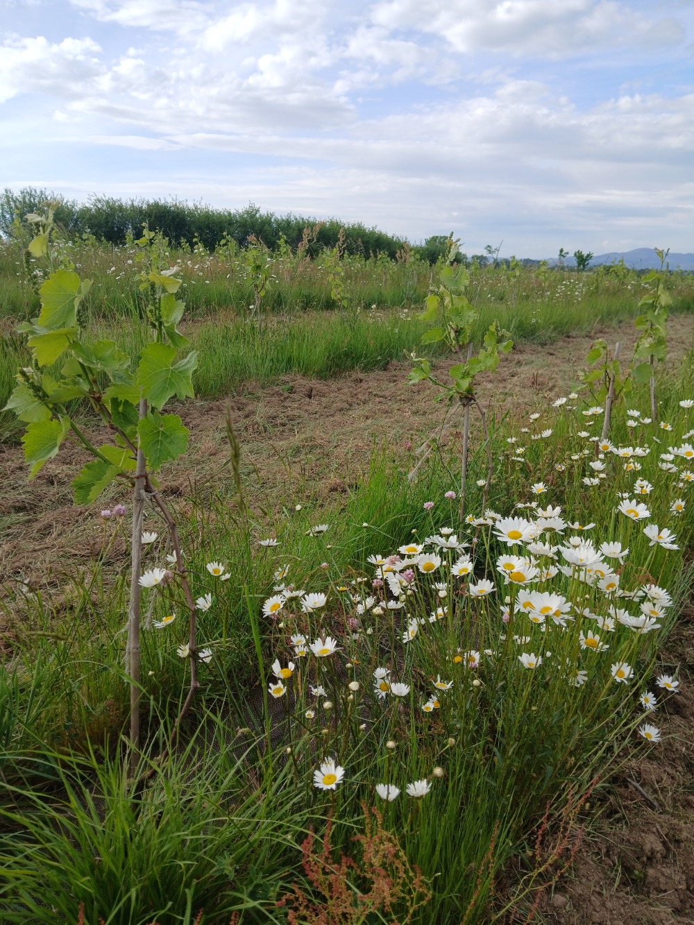 Vignes du Domaine Oriol